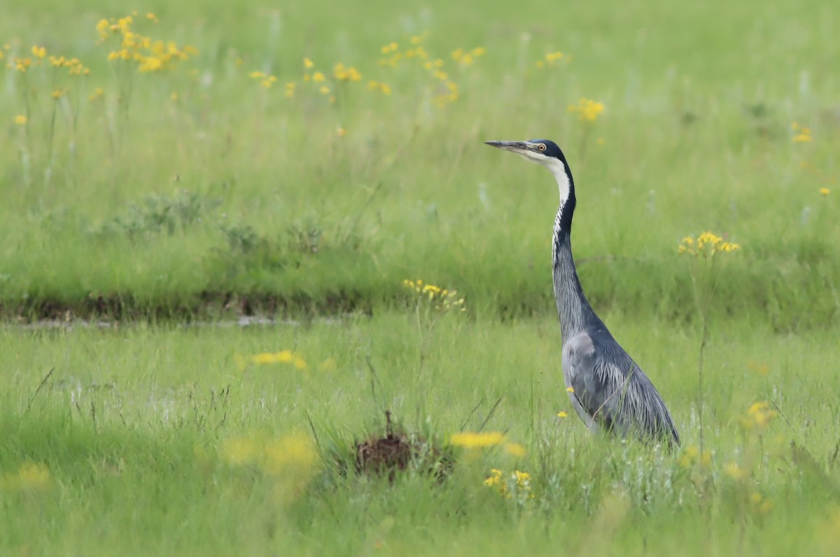 Black-headed Heron - ML645937317