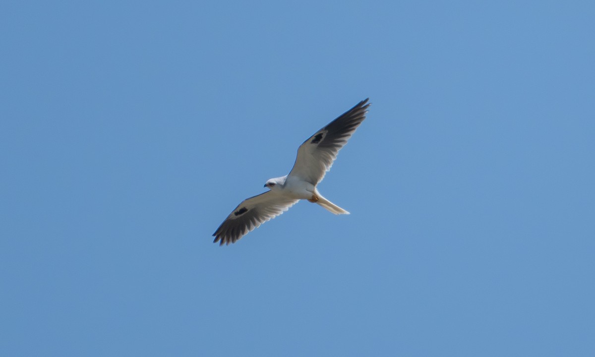 White-tailed Kite - ML645937318