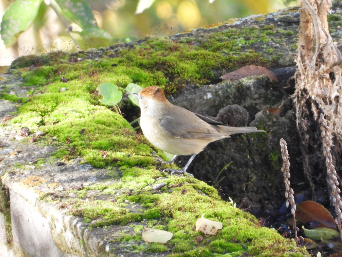 Eurasian Blackcap - ML645937320