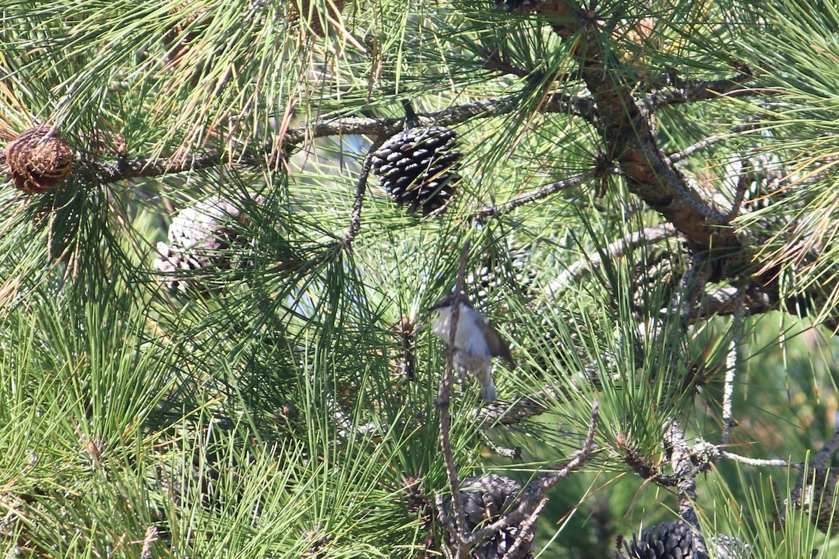 brhlík hnědohlavý - ML645937344