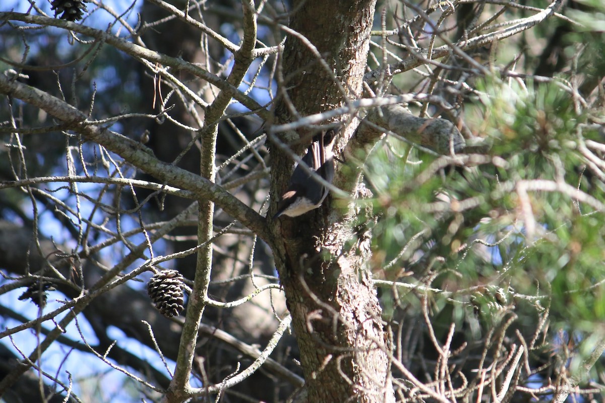 brhlík hnědohlavý - ML645937345