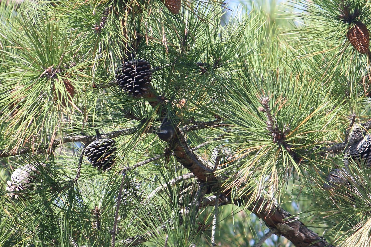 brhlík hnědohlavý - ML645937346