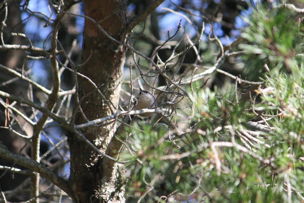 brhlík hnědohlavý - ML645937347