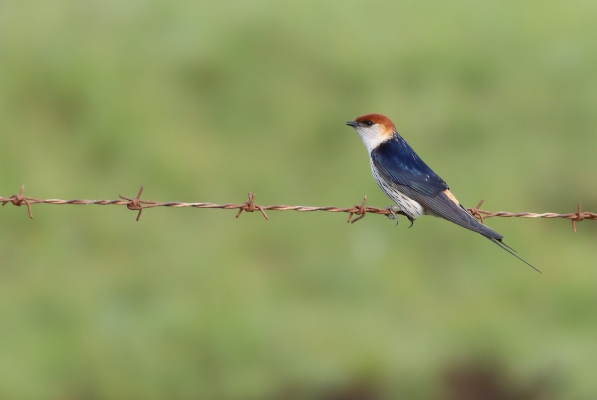 Greater Striped Swallow - ML645937348