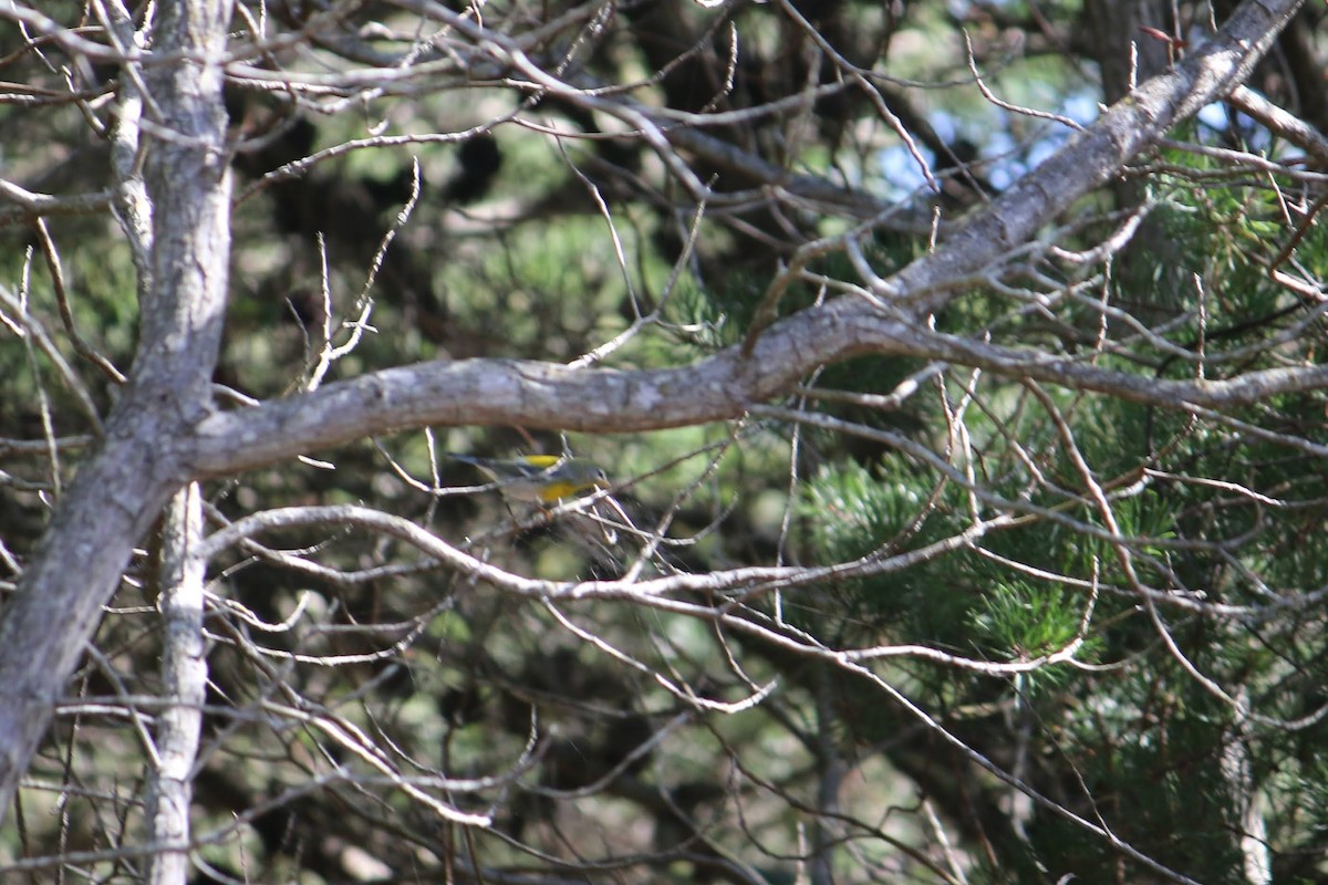 Northern Parula - ML645937351