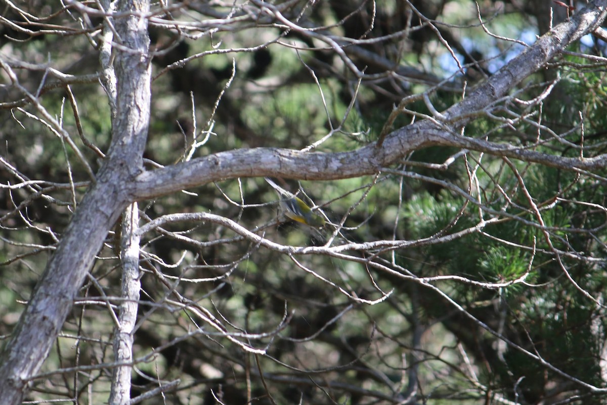 Northern Parula - ML645937352