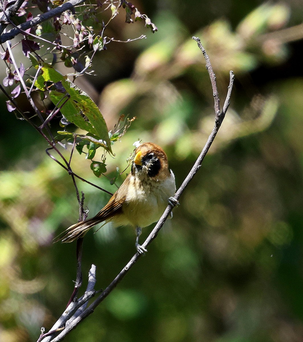 Сутора чорнощока - ML645937353