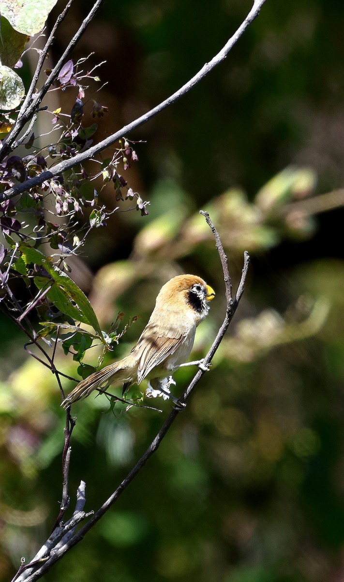 Сутора чорнощока - ML645937354