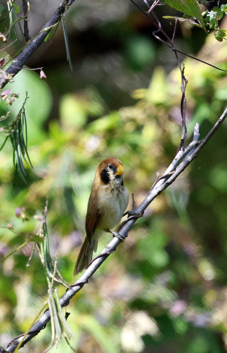 Сутора чорнощока - ML645937355