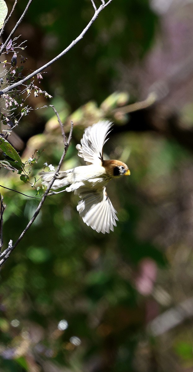 Сутора чорнощока - ML645937356