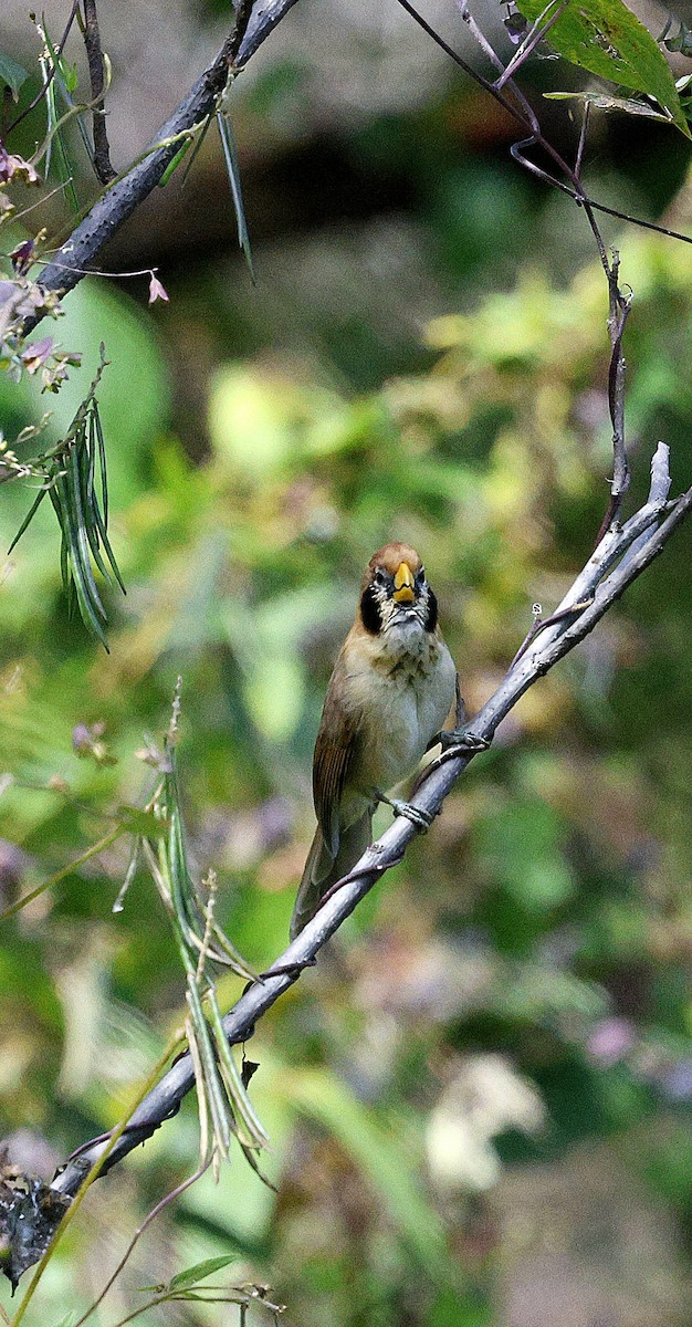 Сутора чорнощока - ML645937357