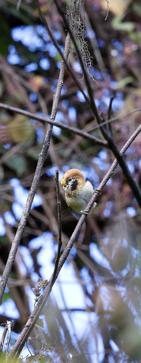 Paradoxornis fléché - ML645937358