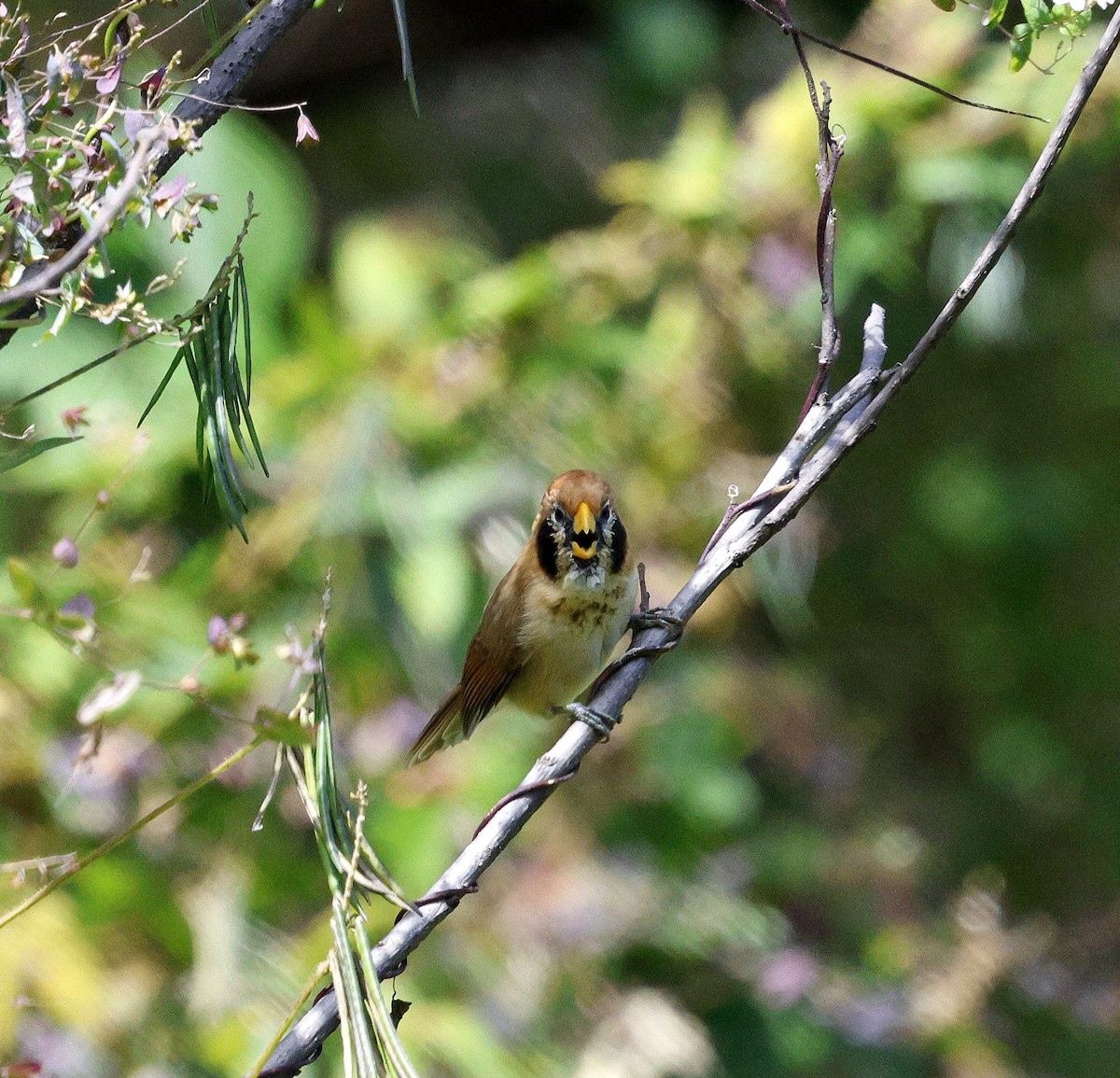 Сутора чорнощока - ML645937359