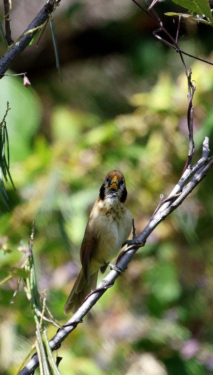 Сутора чорнощока - ML645937360