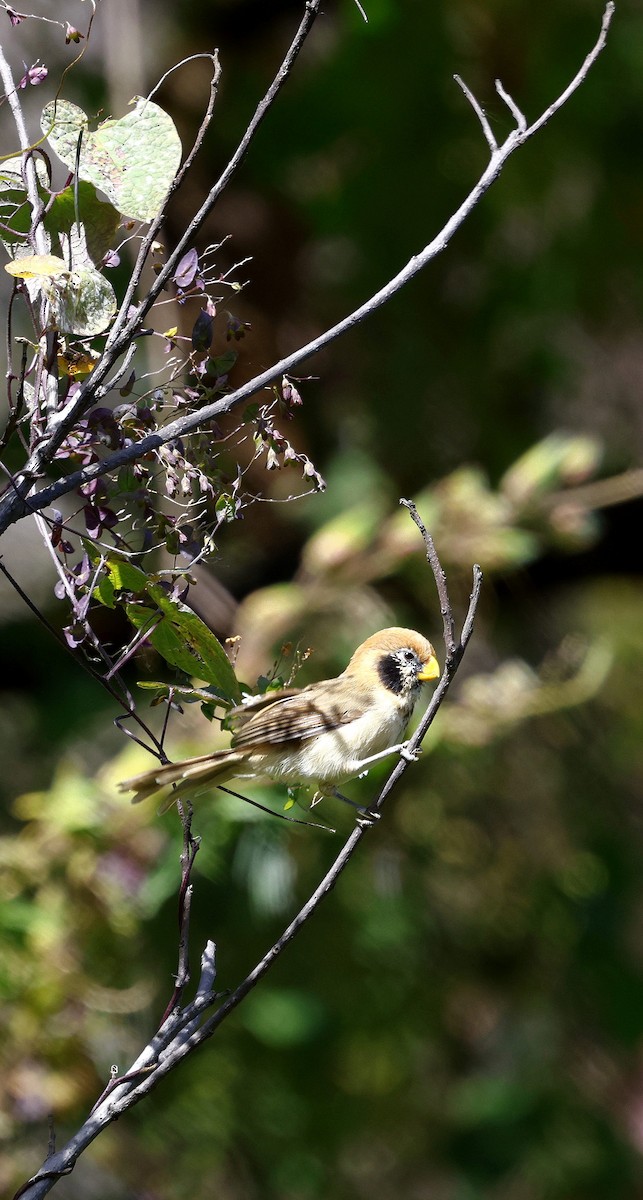 Сутора чорнощока - ML645937361