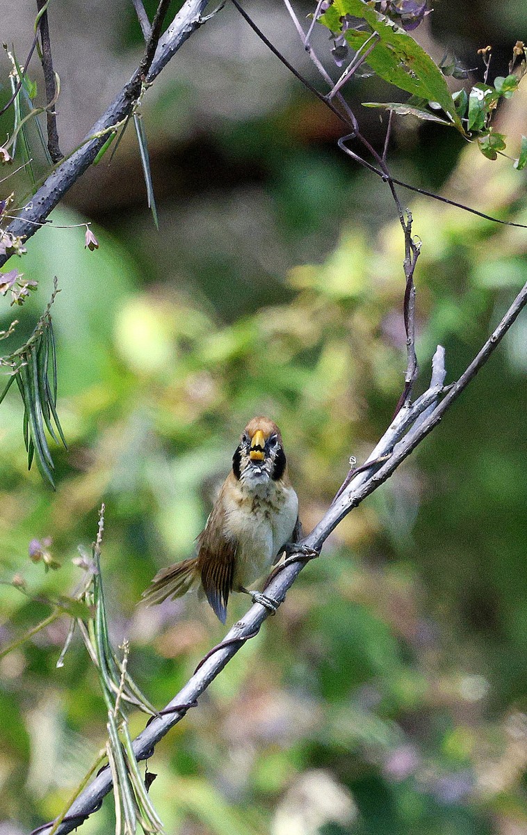 Сутора чорнощока - ML645937362