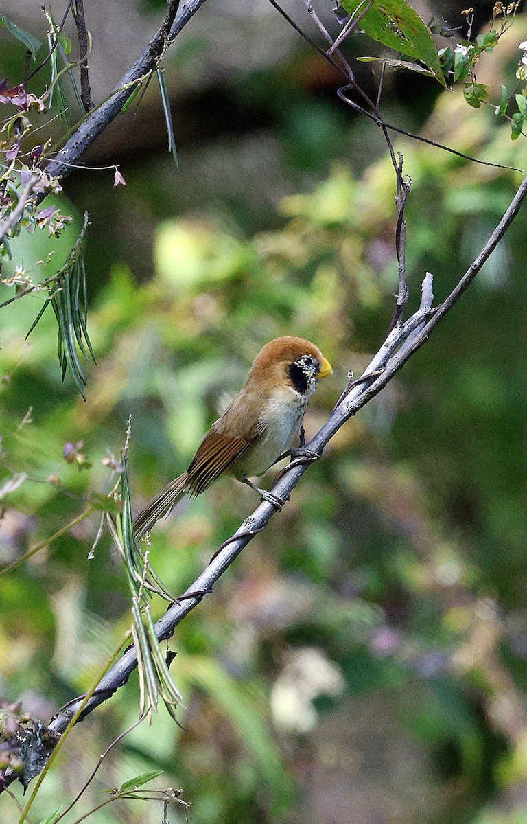 Сутора чорнощока - ML645937363