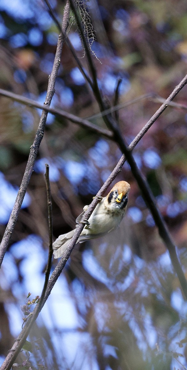 Сутора чорнощока - ML645937364