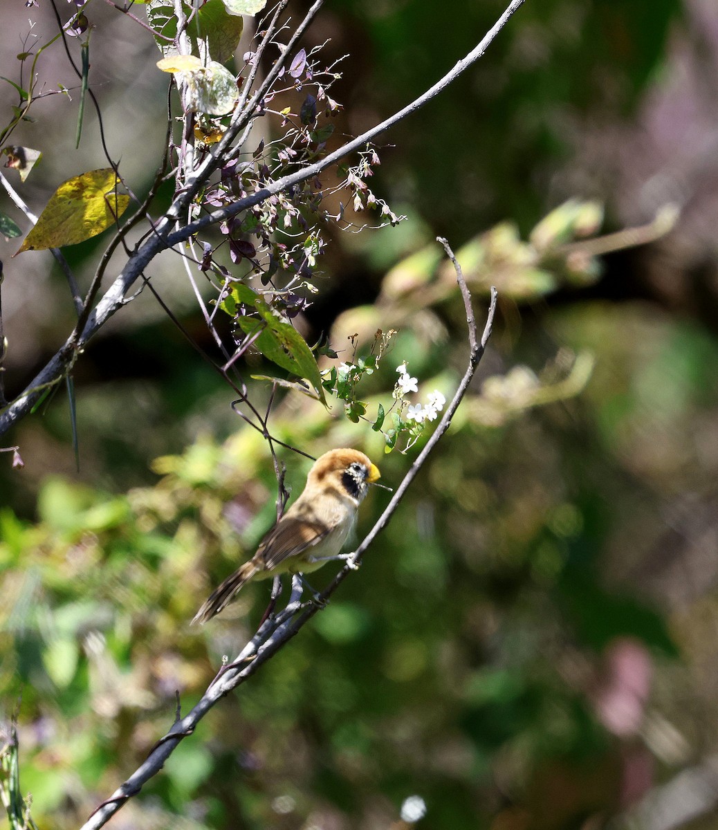 Сутора чорнощока - ML645937365