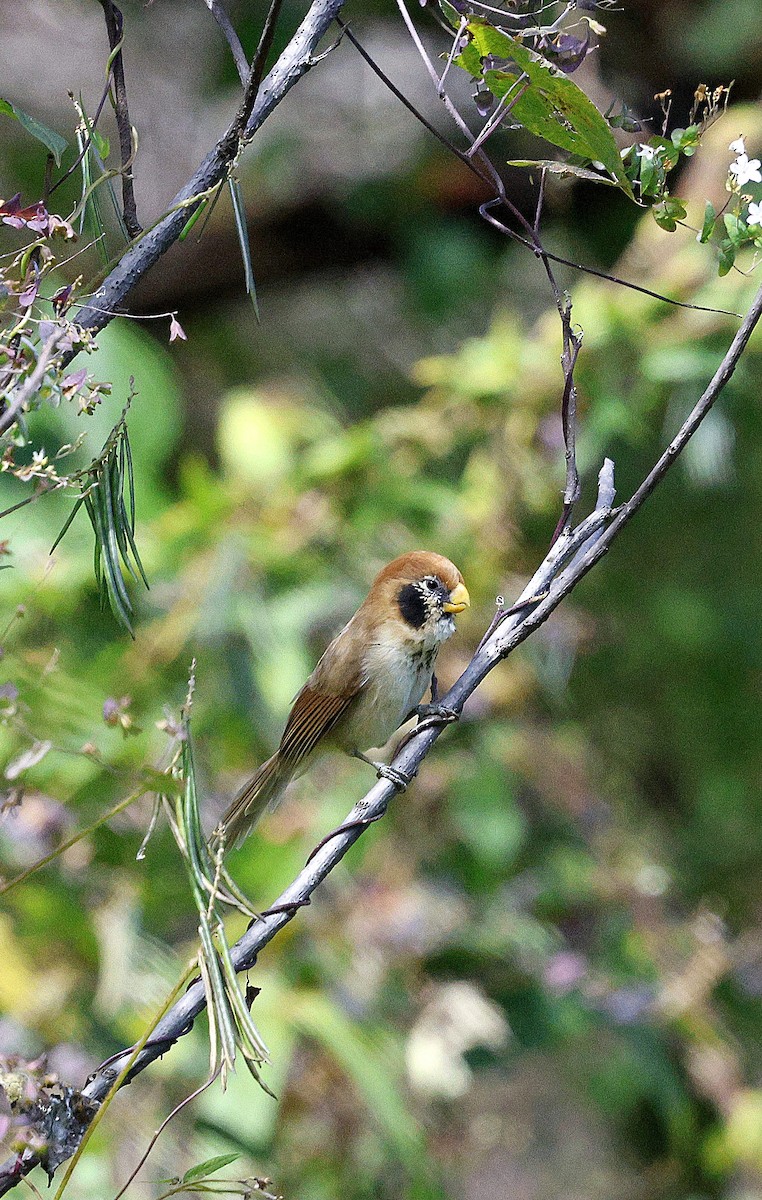 Сутора чорнощока - ML645937366