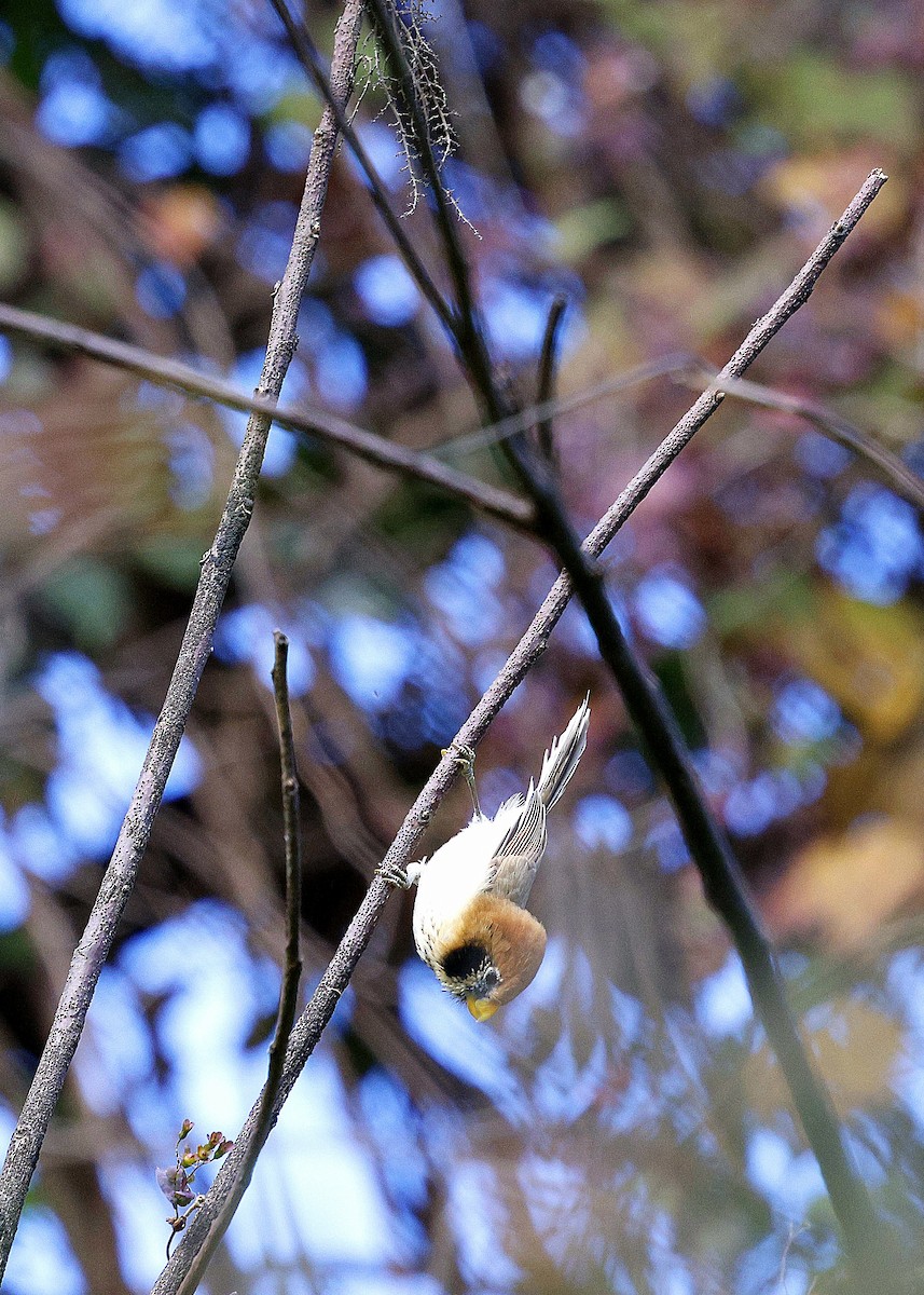 Сутора чорнощока - ML645937367