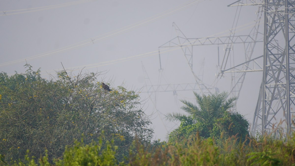 Підорлик великий - ML645937368