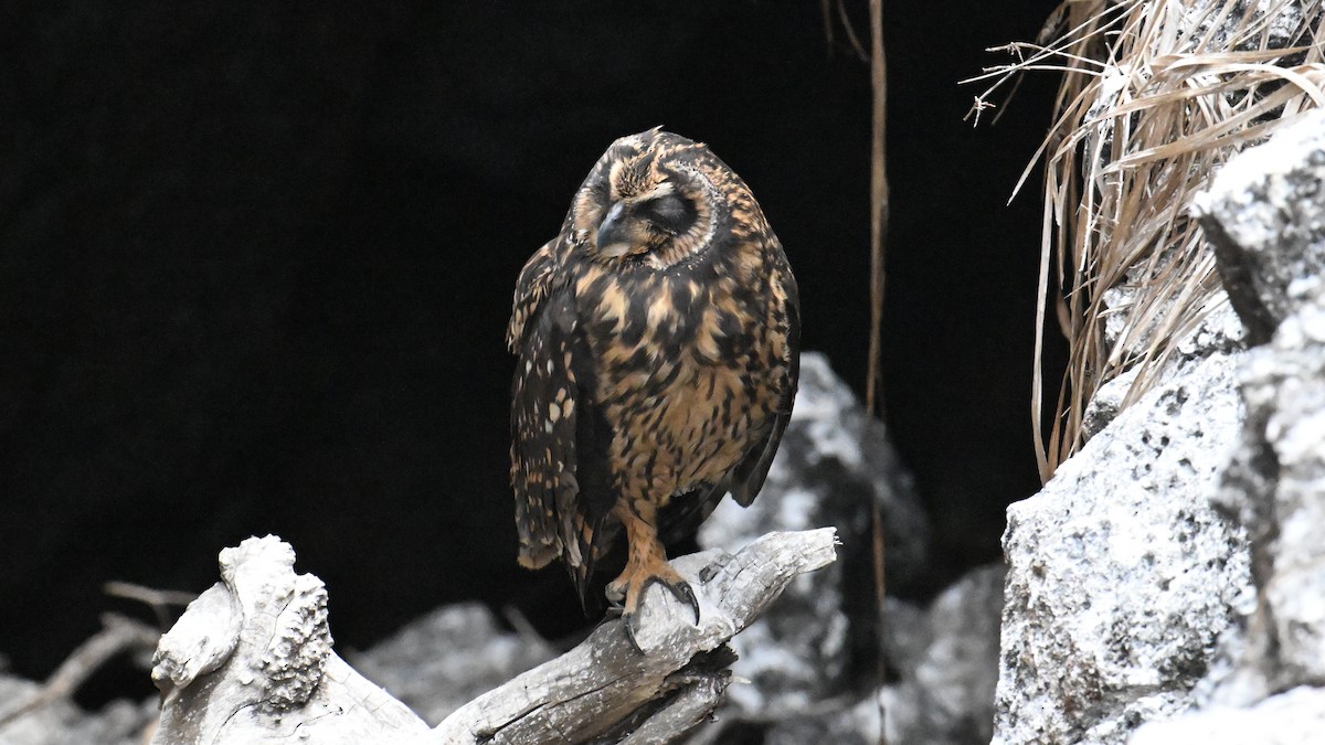 Сова болотяна (підвид galapagoensis) - ML645937369