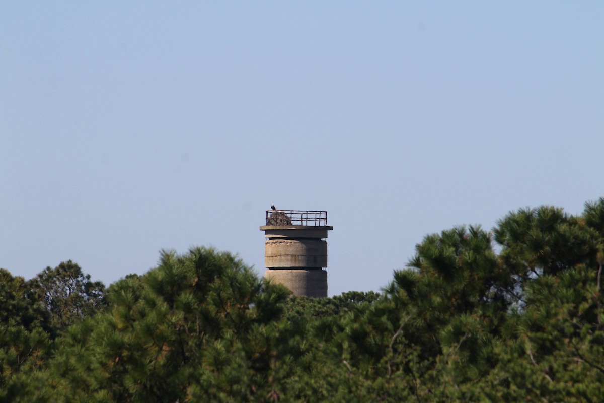 Орлан білоголовий - ML645937371