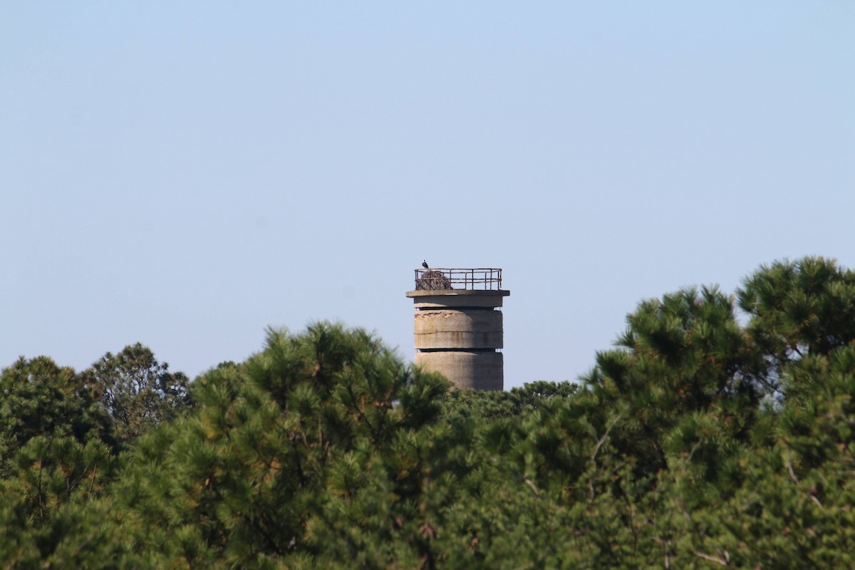 Орлан білоголовий - ML645937372