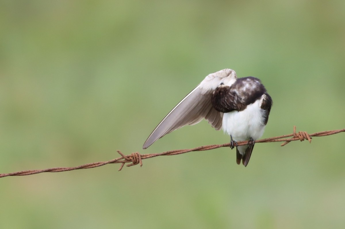 Ластівка сільська - ML645937373