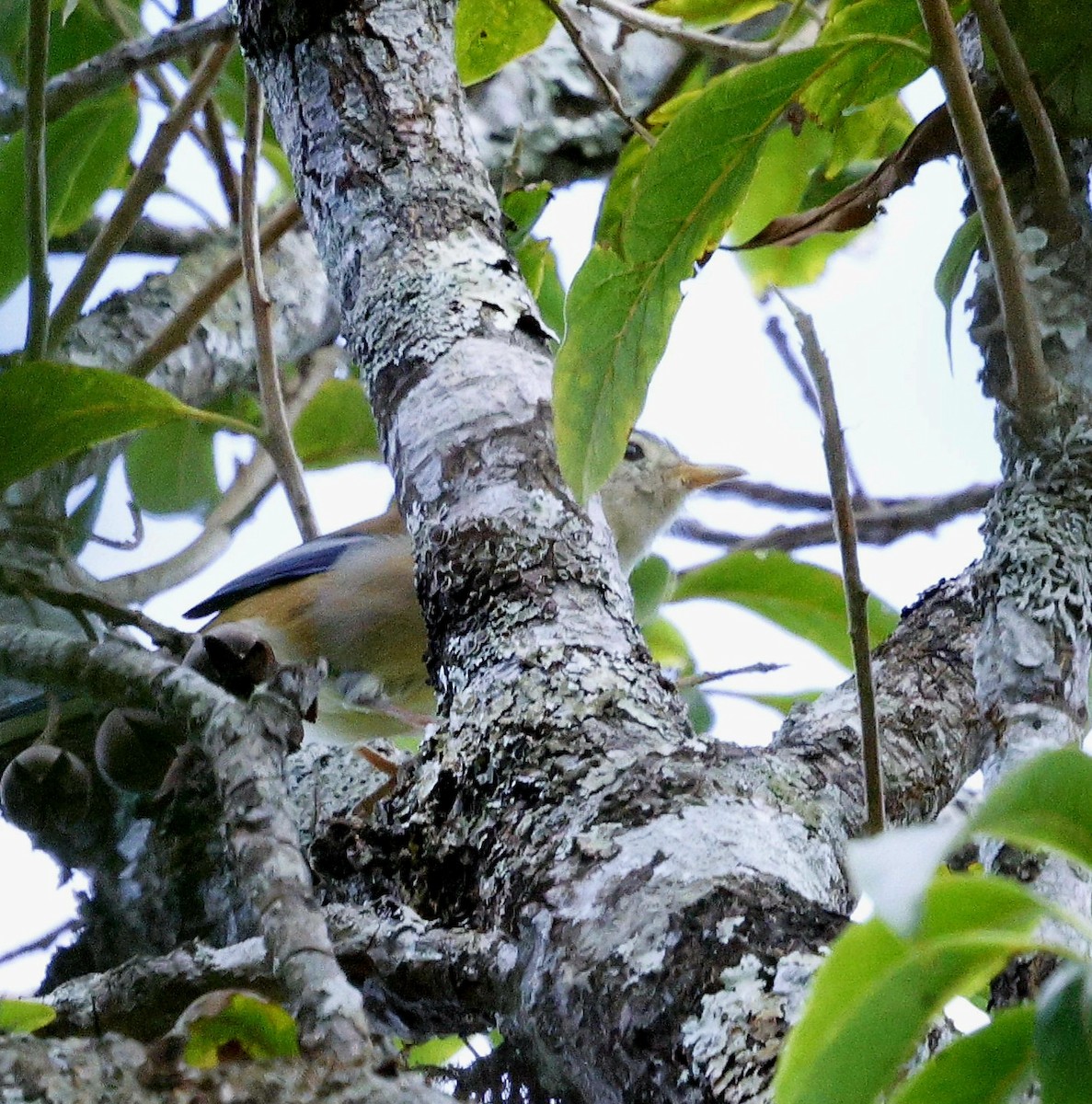 Сіва - ML645937374