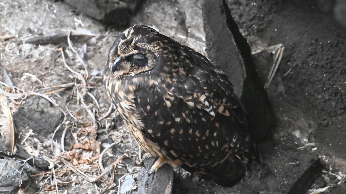 Сова болотяна (підвид galapagoensis) - ML645937375