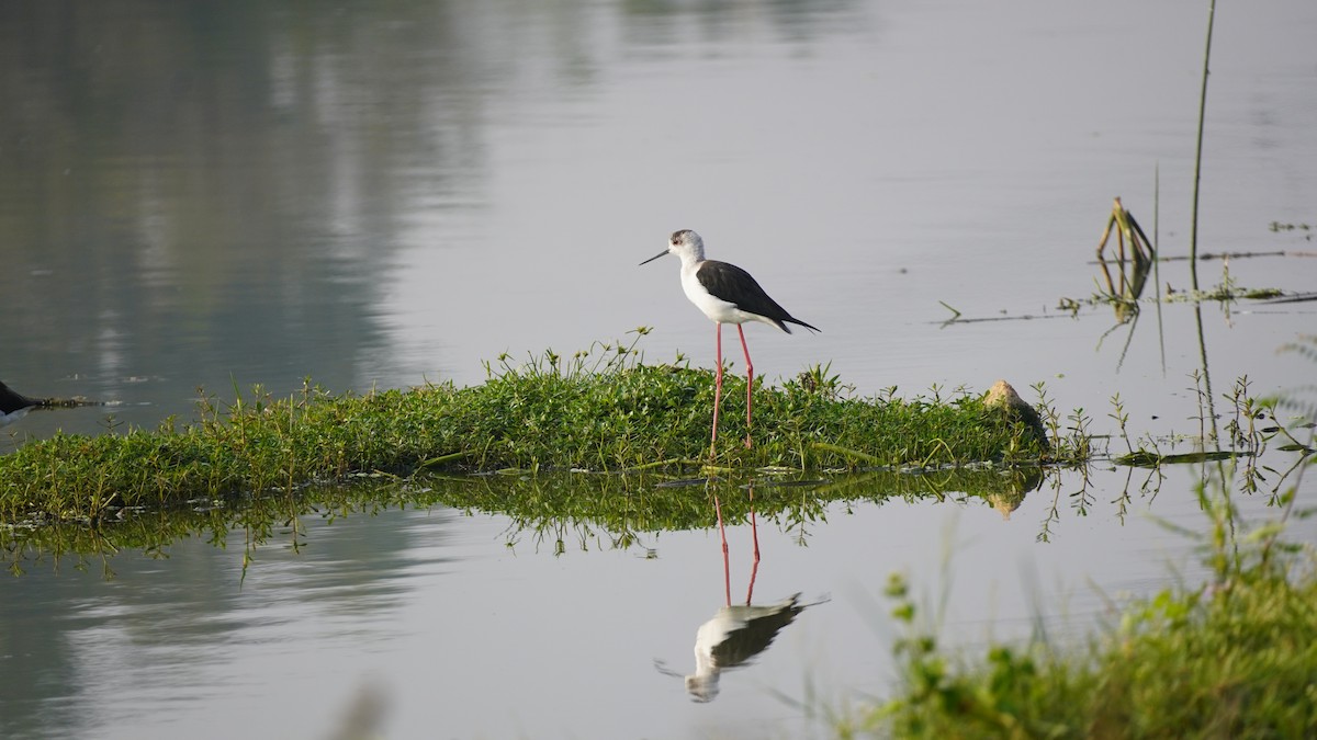 Кулик-довгоніг чорнокрилий - ML645937376