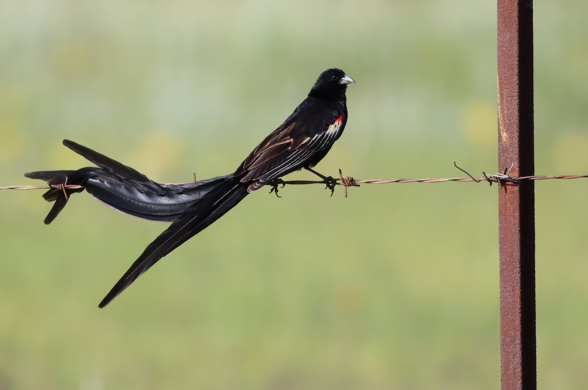 Вайдаг великохвостий - ML645937377