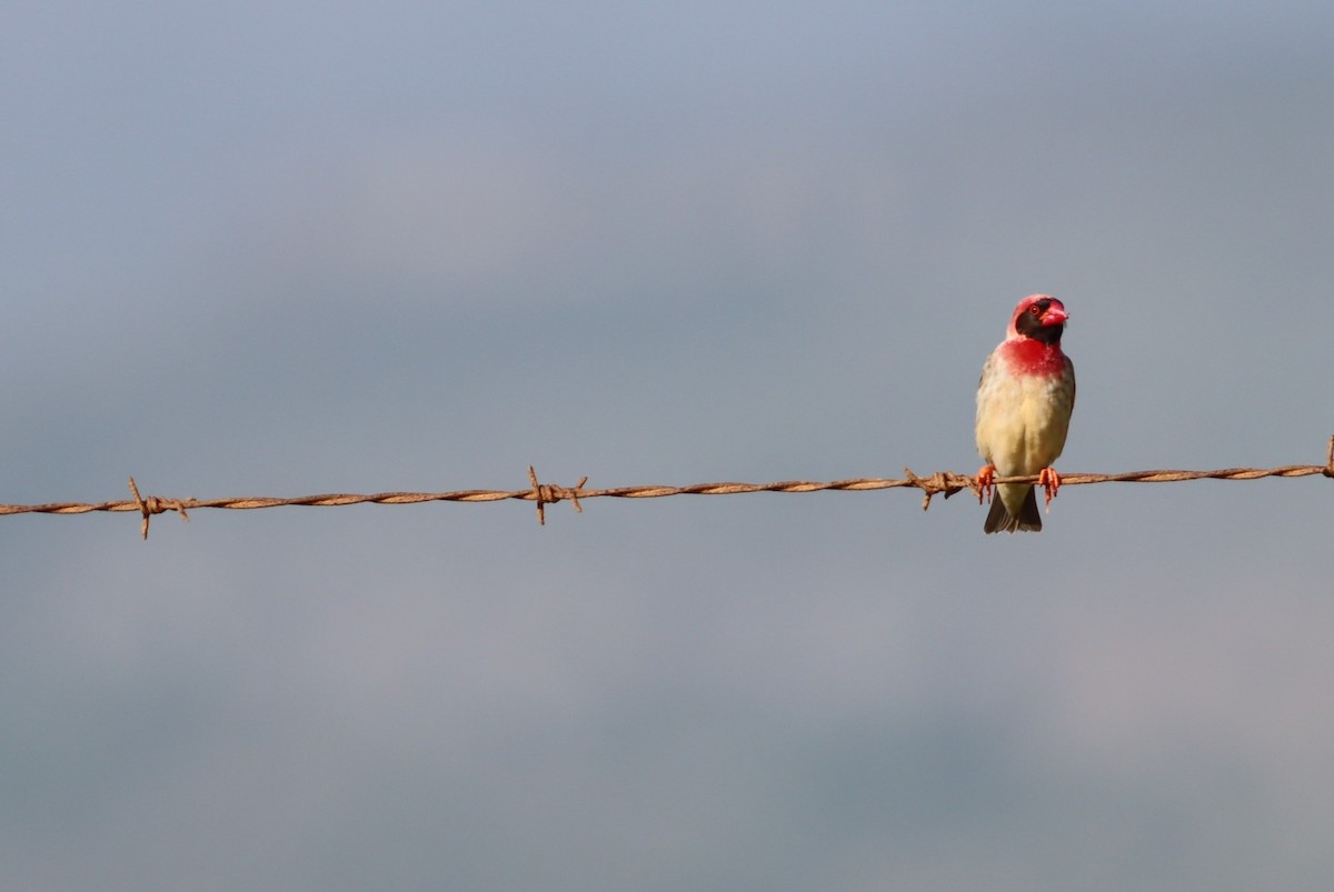 Квелія червонодзьоба - ML645937379