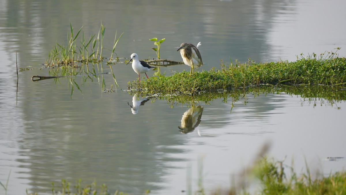 Чапля індійська - ML645937380