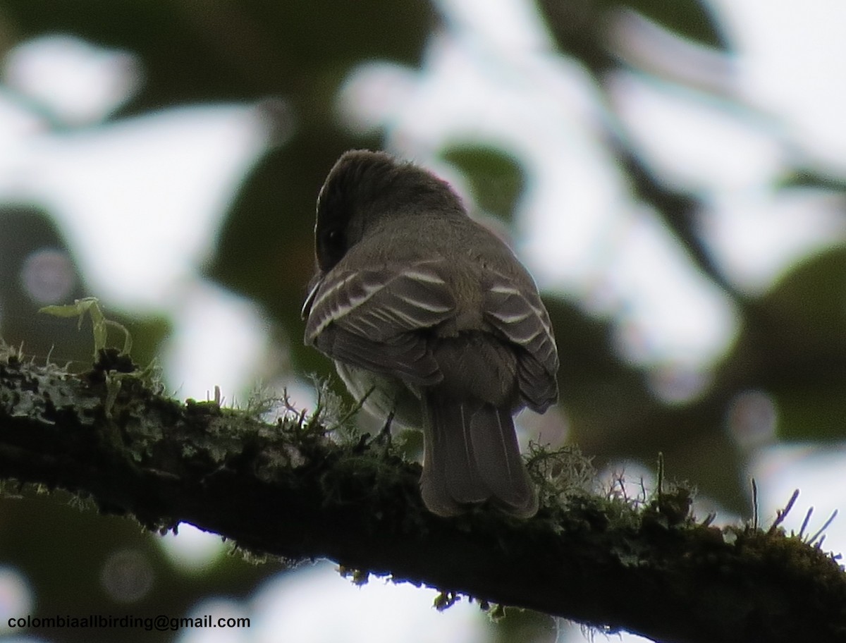 Піві лісовий - ML645937381