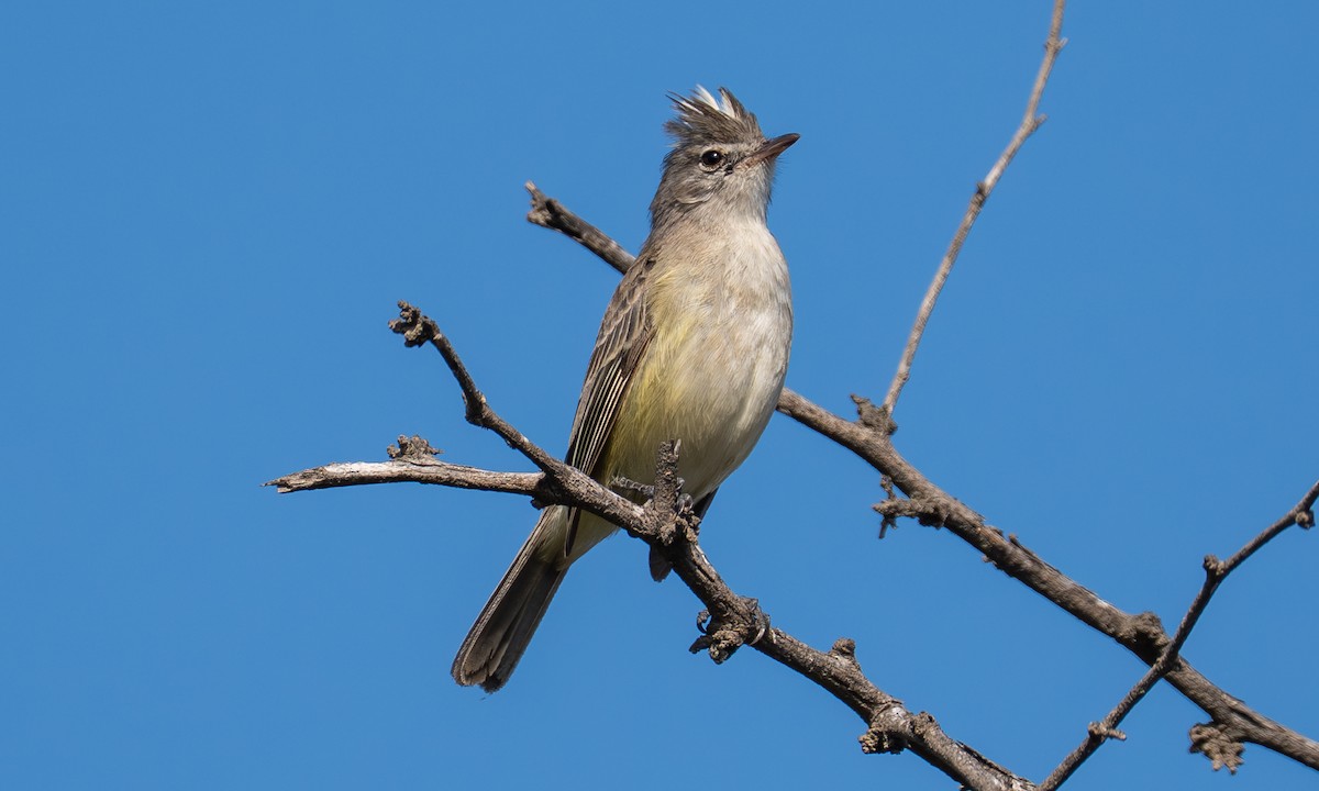 Тиранець перуанський - ML645937384