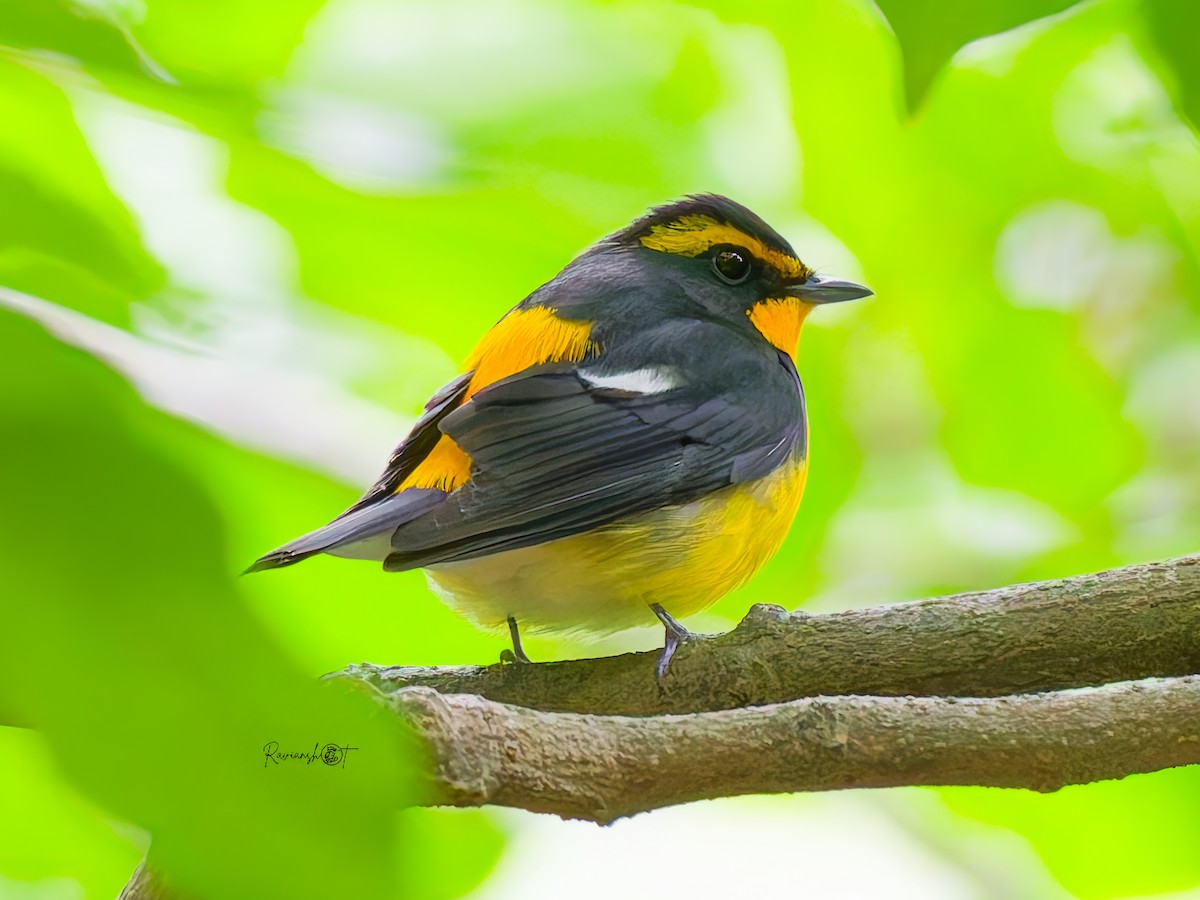 Мухоловка жовтоспинна - ML645937386