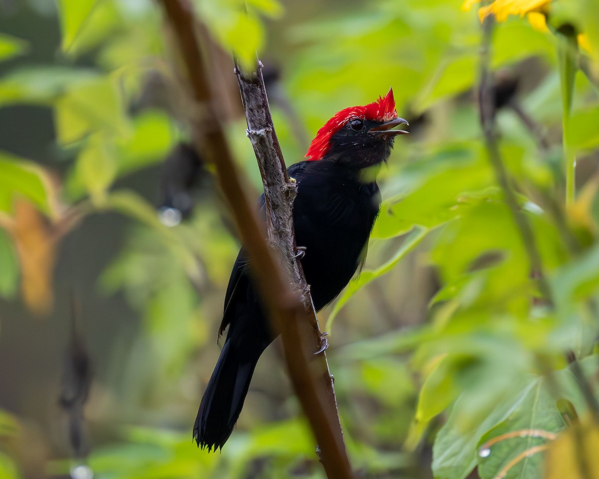 Манакін малиновоголовий - ML645937389