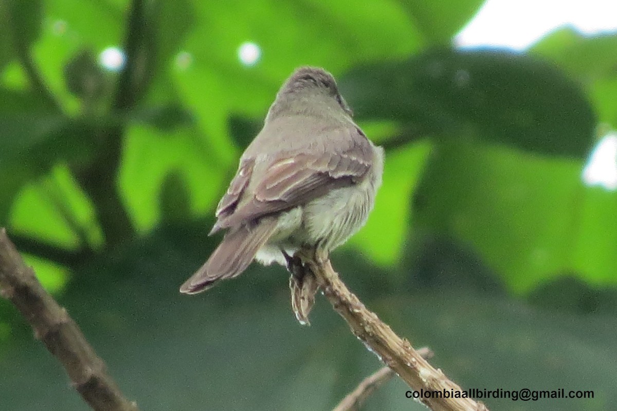 Піві лісовий - ML645937390