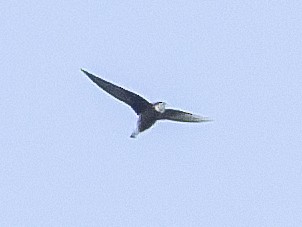White-throated Needletail - ML645937391
