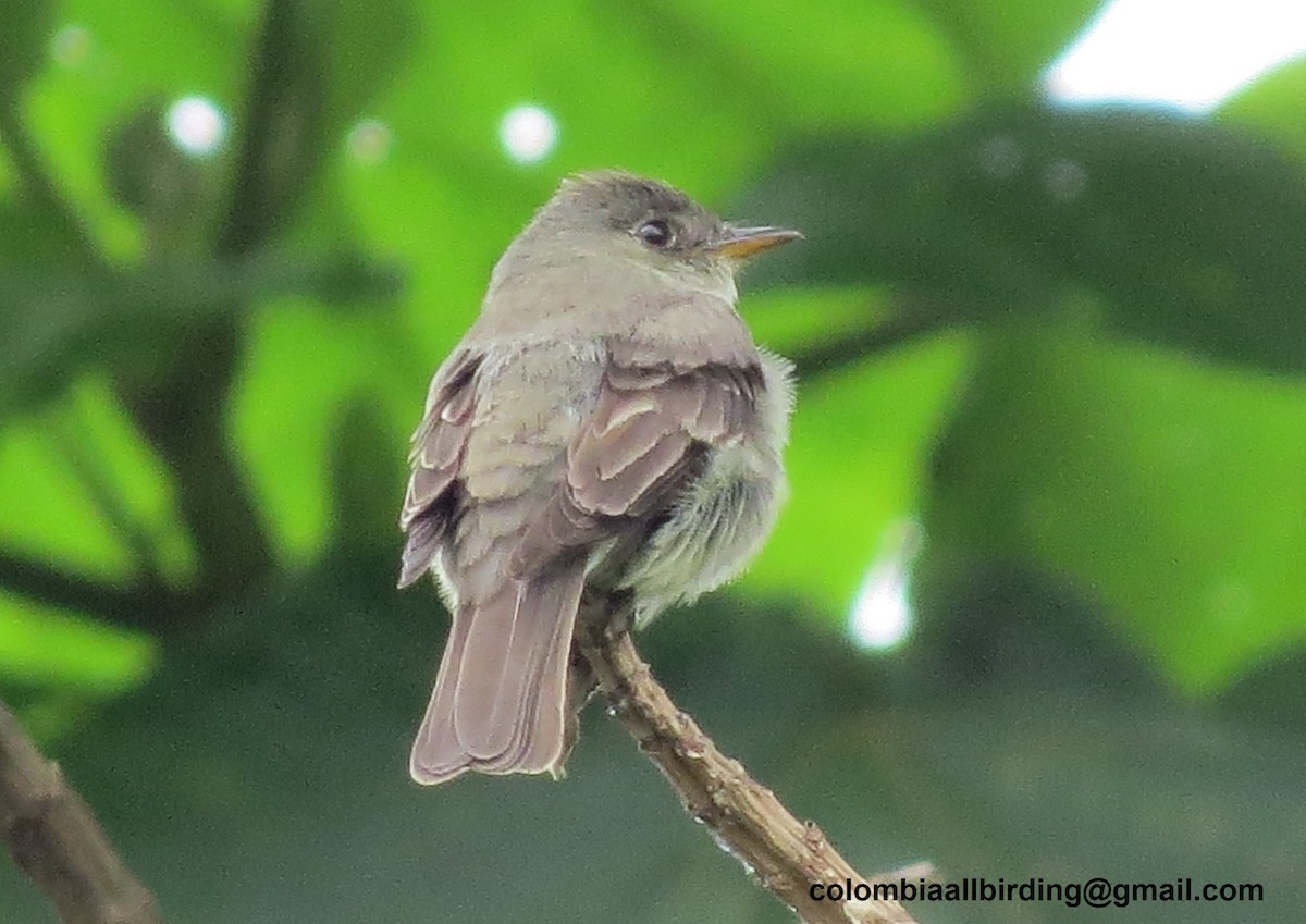 Eastern Wood-Pewee - ML645937396