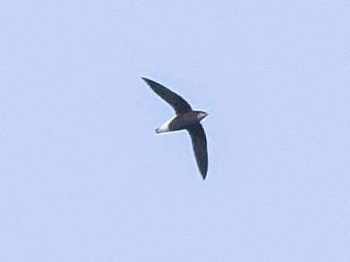 White-throated Needletail - ML645937400