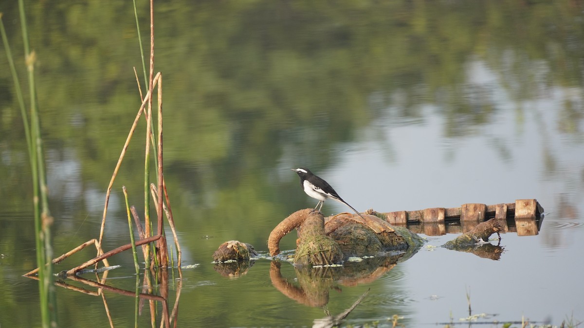 Bergeronnette indienne - ML645937401