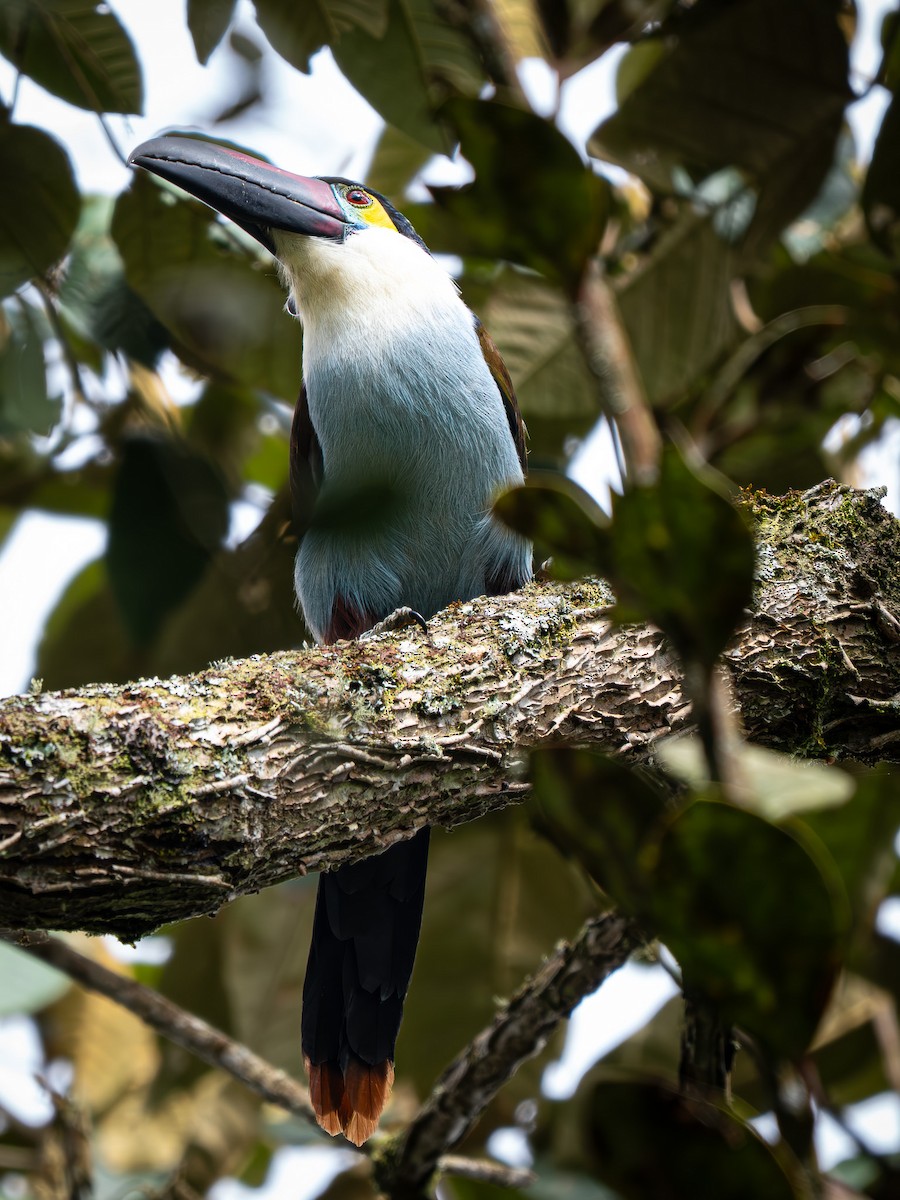 Андигена білощока - ML645937405