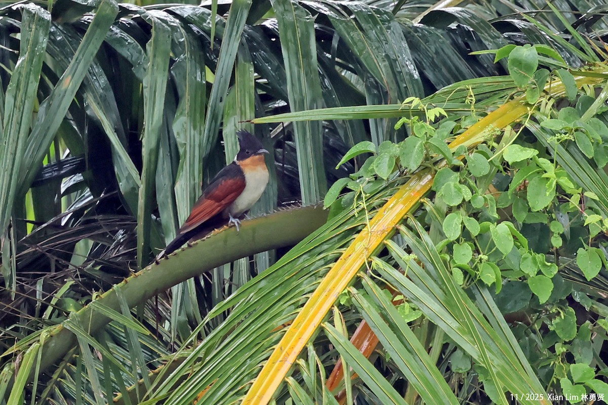 kukačka hnědokřídlá - ML645937418