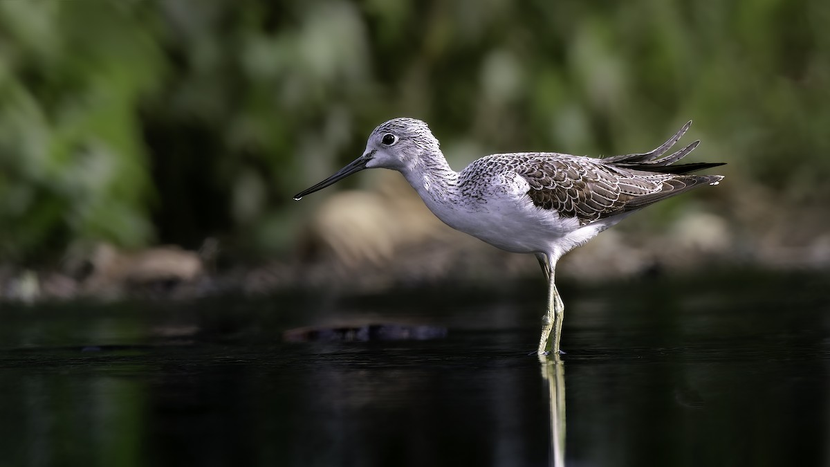 Common Greenshank - ML645937419