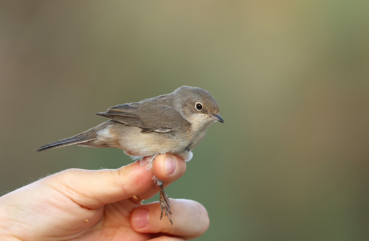 Ménétries txinboa - ML645937420