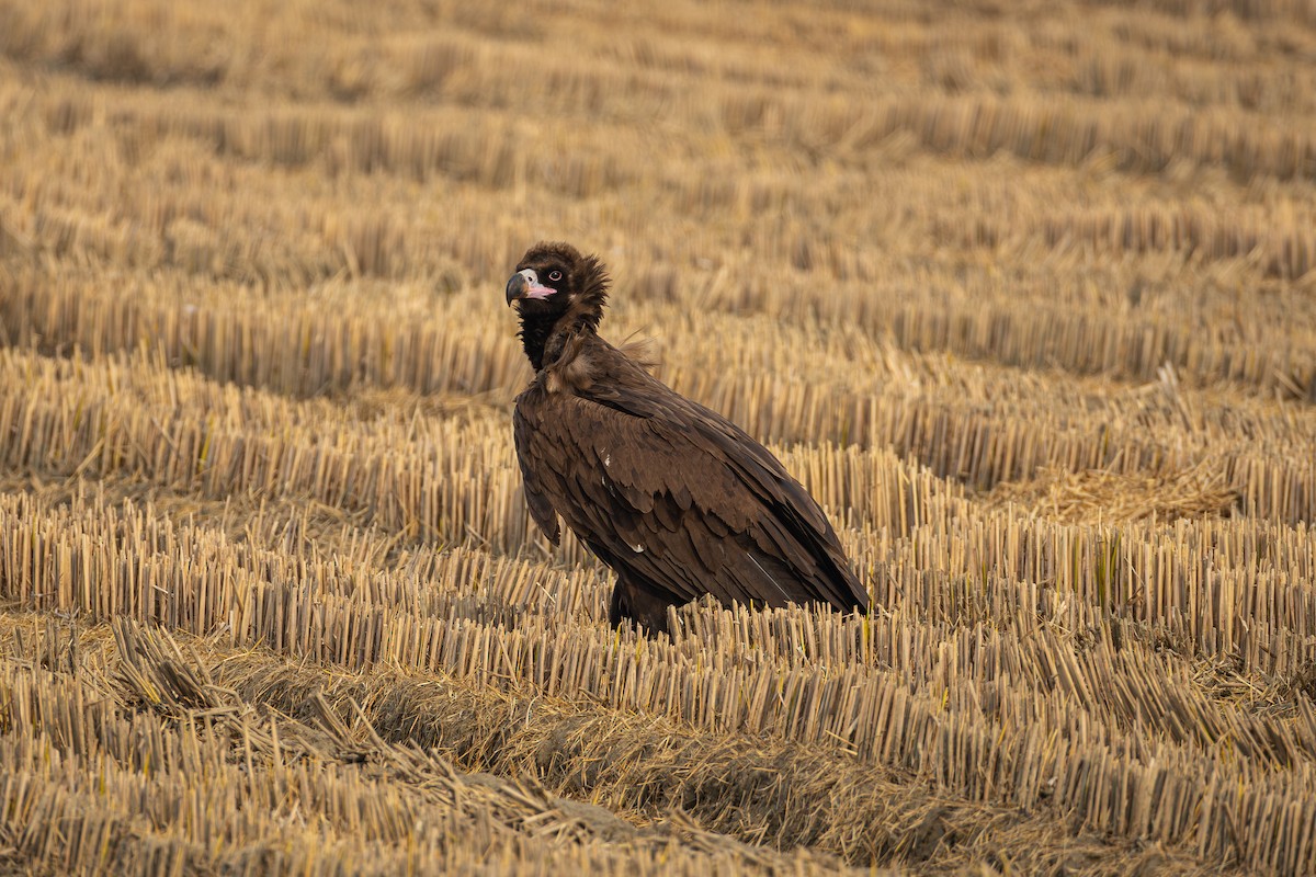 sup hnědý - ML645937443